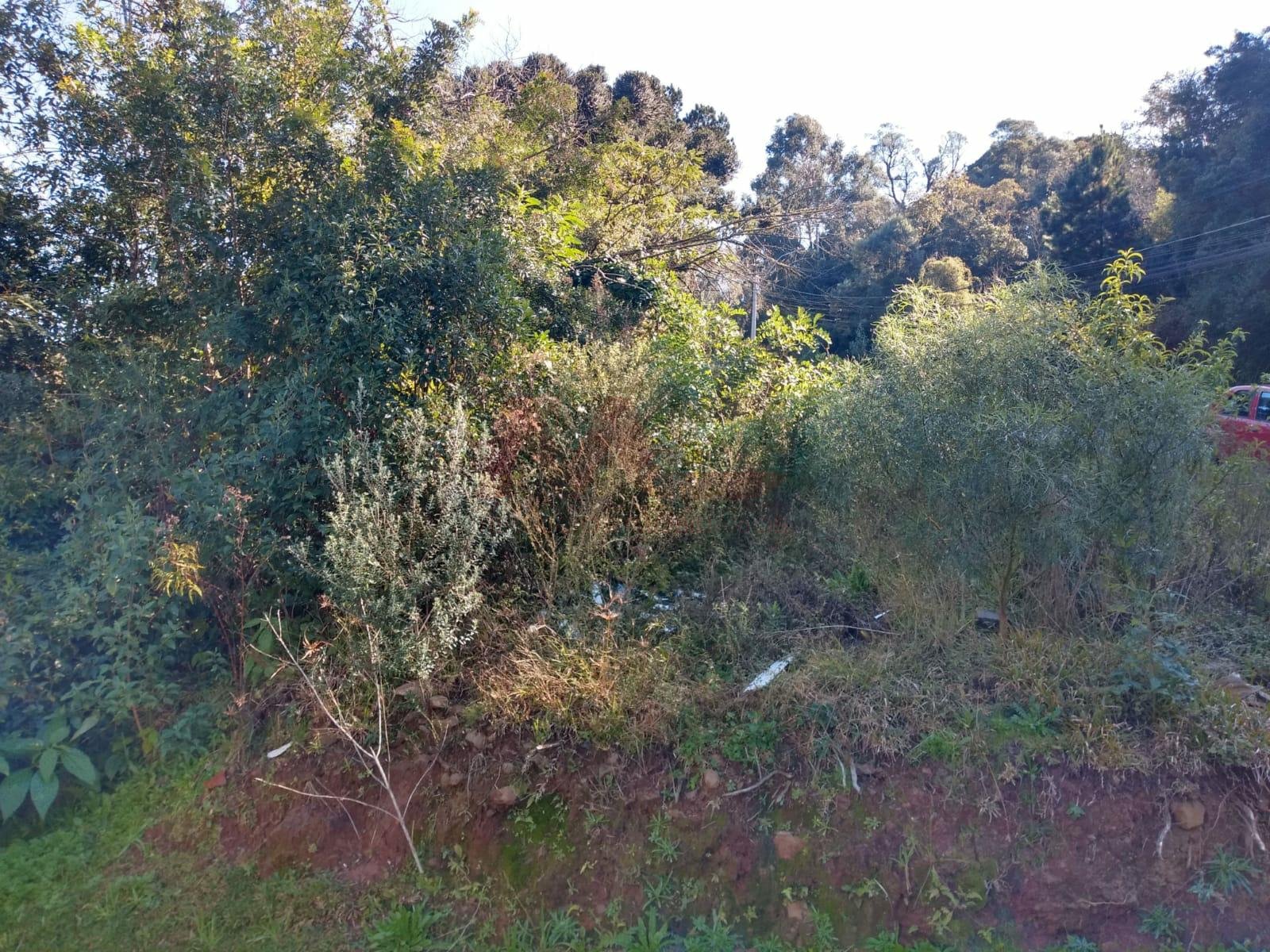 Terreno
