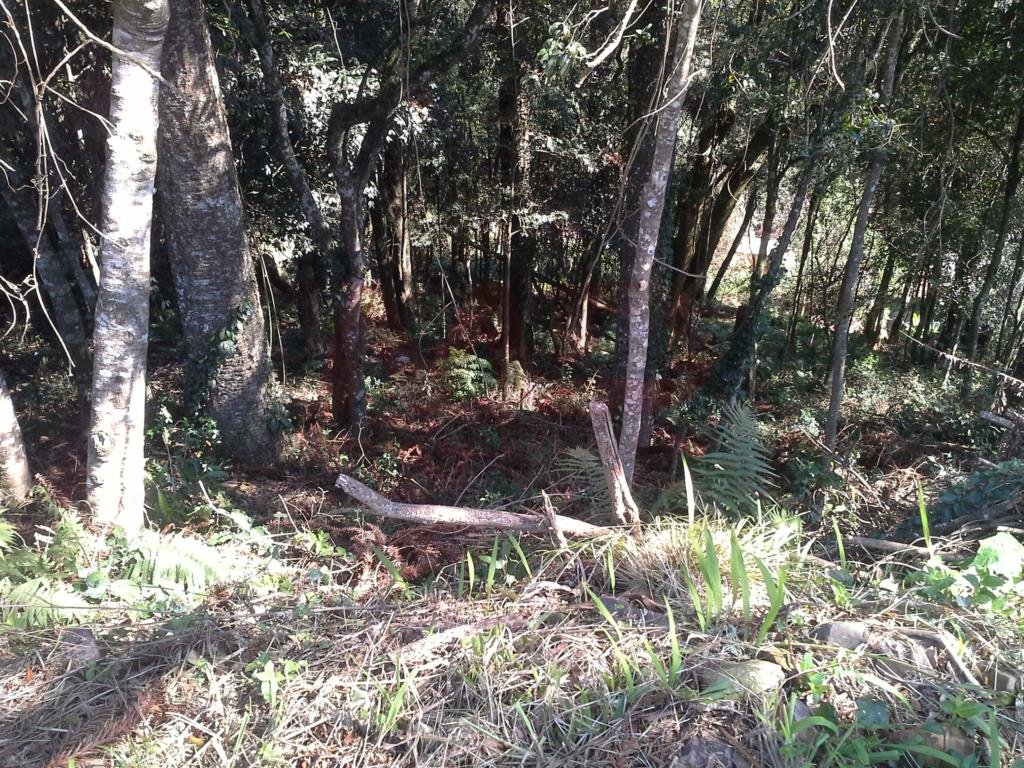 Terreno